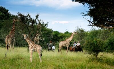 The Giraffe Experience